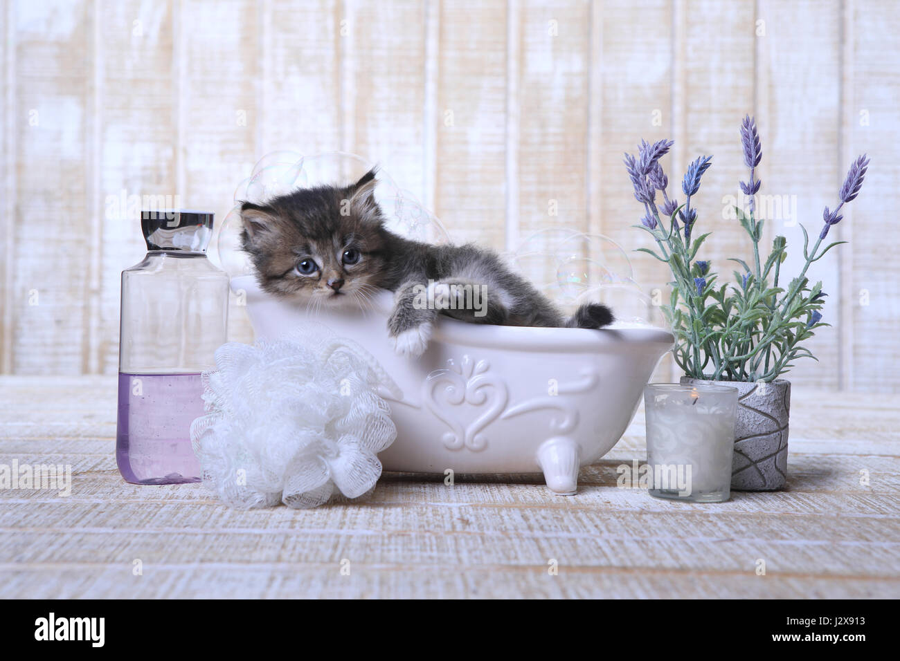 Funny Adorable Kitten in A Bathtub Relaxing Stock Photo - Alamy
