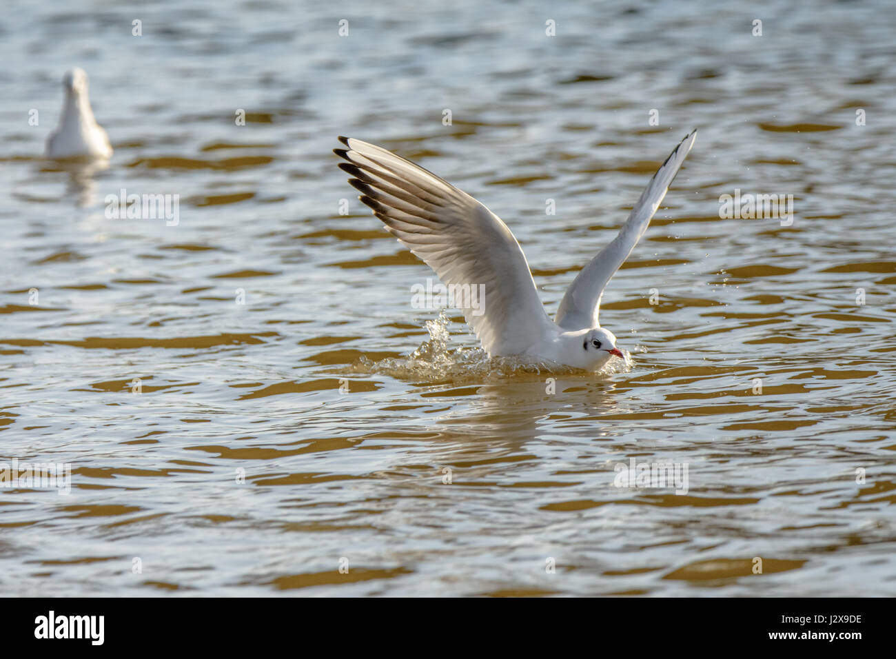 A black capped gull landing on the water Stock Photo