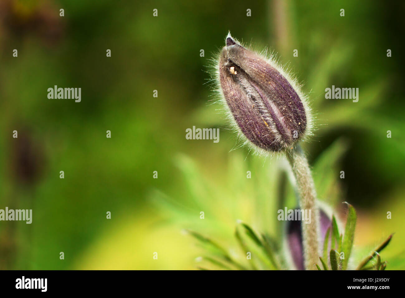 Delicate and fluffy bud of spring flower dreamgrass Stock Photo Alamy