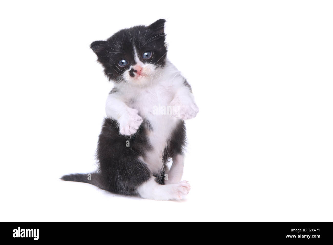 Adorable Baby Tuxedo Style Kitten On White Background Stock Photo - Alamy