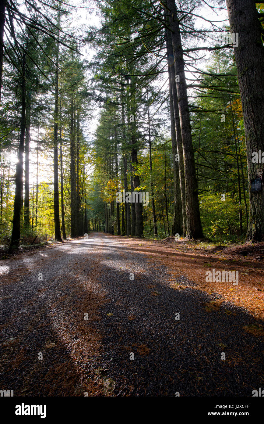 Direct smooth asphalt road through the forest with tall slim pine trees ...