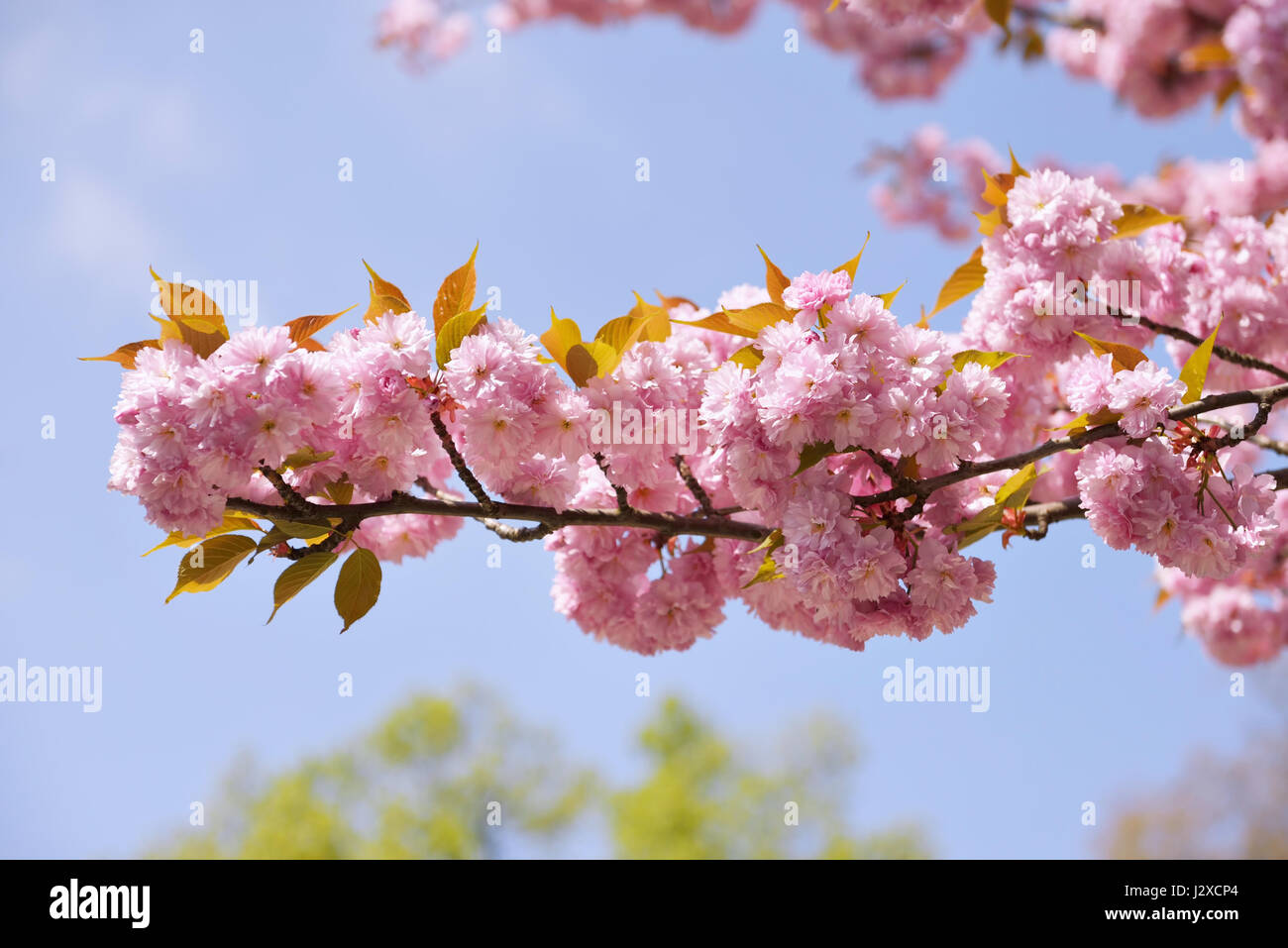 Branch of cherry tree with pink flowers on blue sky Stock Photo - Alamy