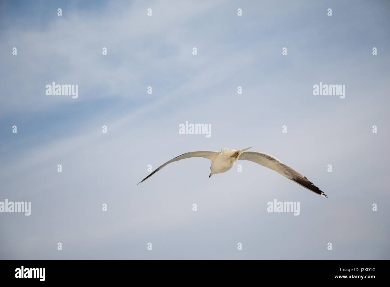 Seagull flying in a cloudy sky over the sea waters Stock Photo - Alamy