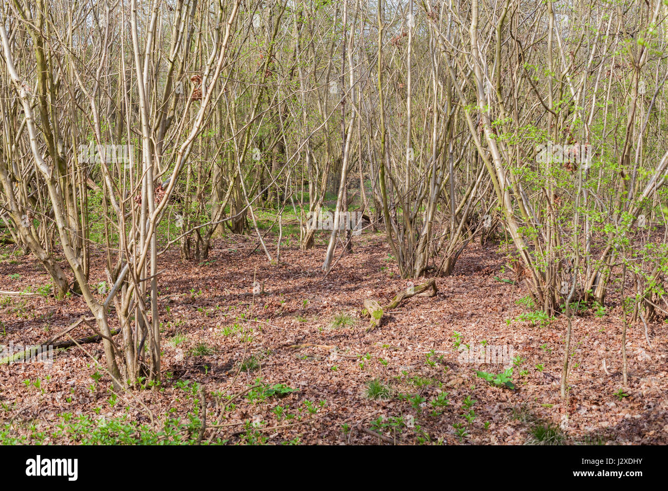 Conifer Trees For Sale Milton Keynes informacionpublica.svet.gob.gt