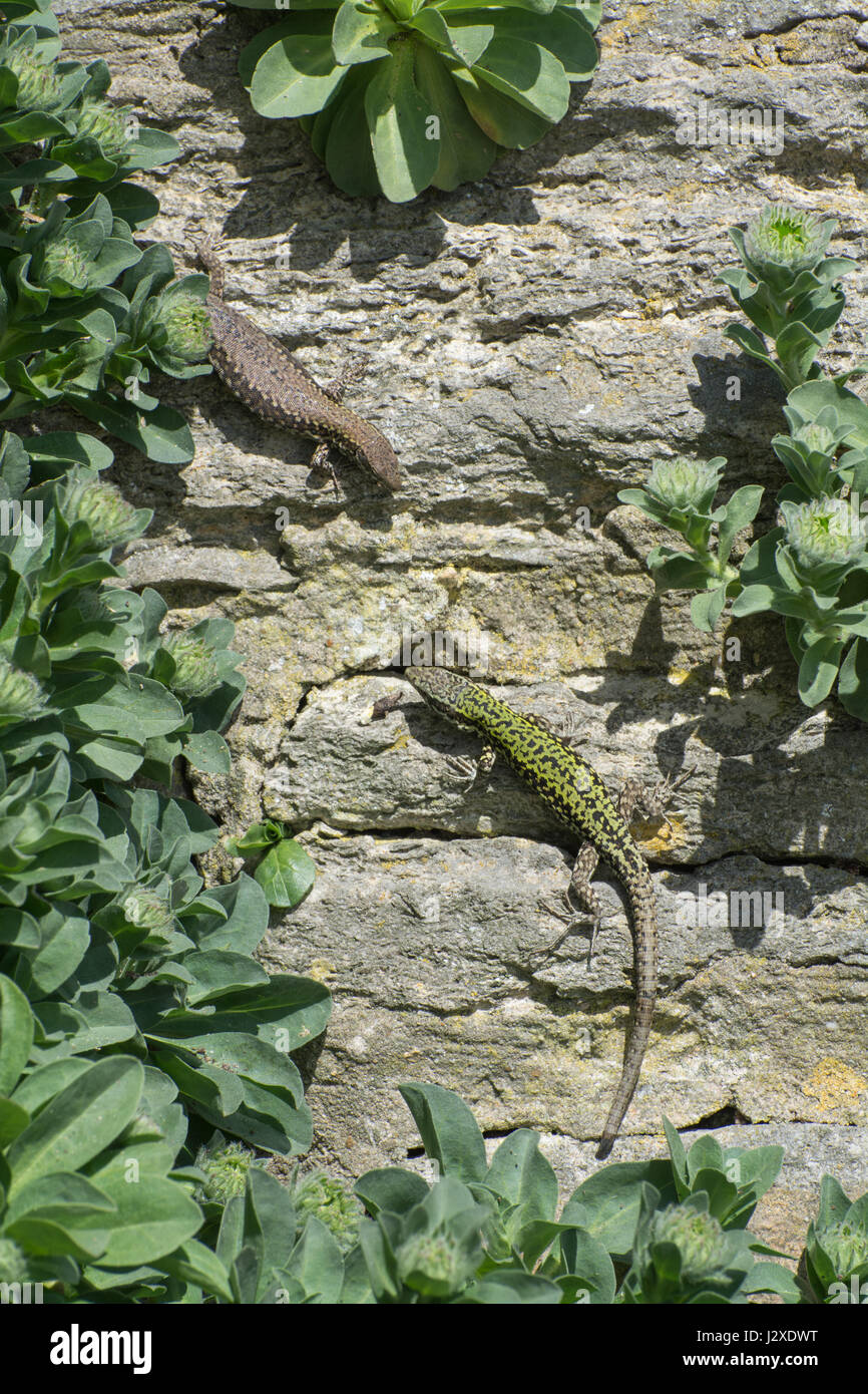 Green wall lizards uk hires stock photography and images Alamy