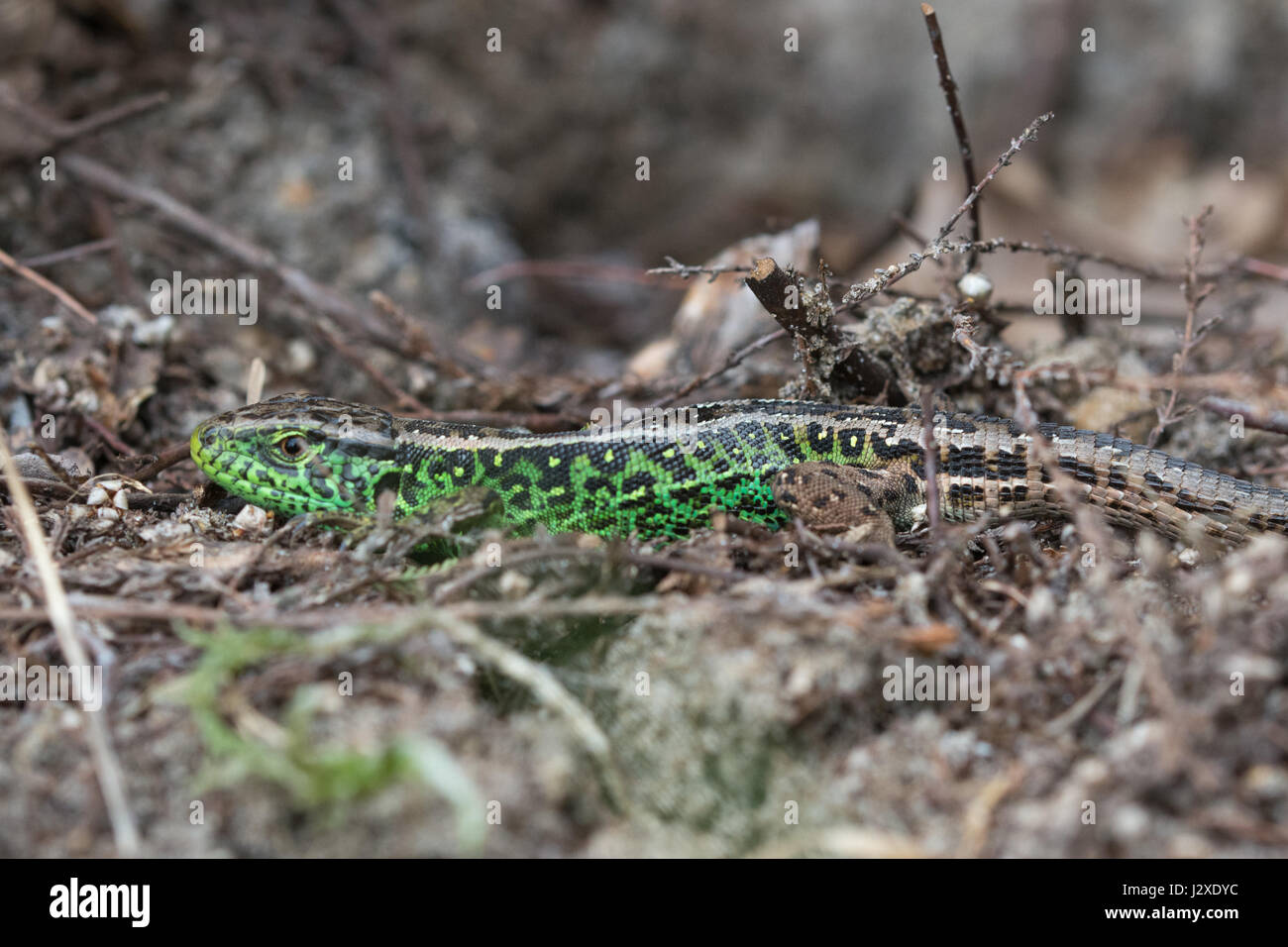 Closeup of male sand lizard (Lacerta agilis) in heathland habitat in