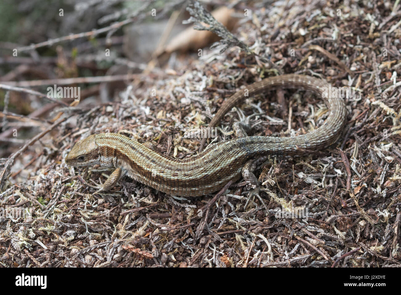 Close-up of female common or viviparous lizard (Zootoca vivipara) Stock Photo