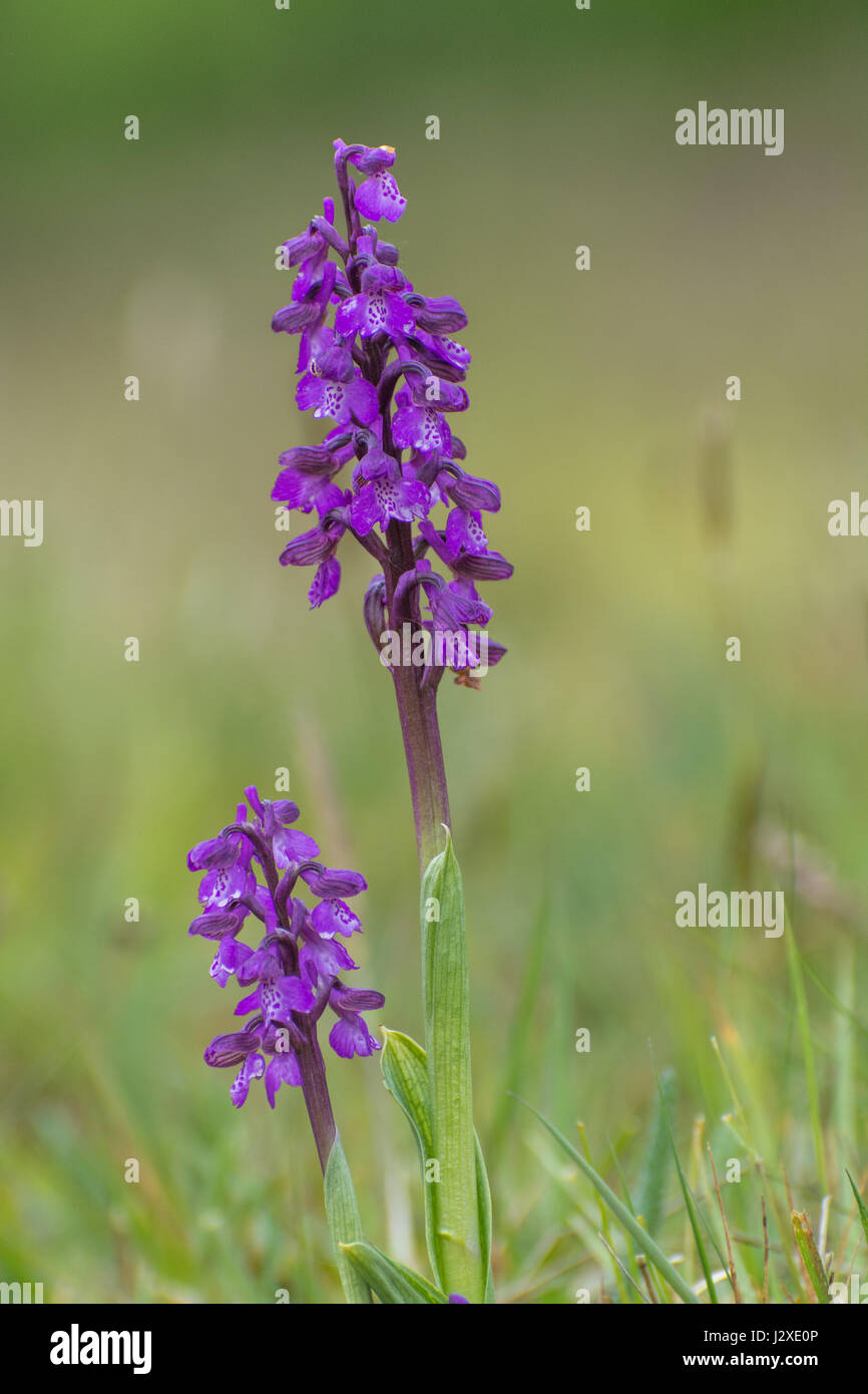 Green-winged orchids (Anacamptis morio) in Hampshire, UK Stock Photo