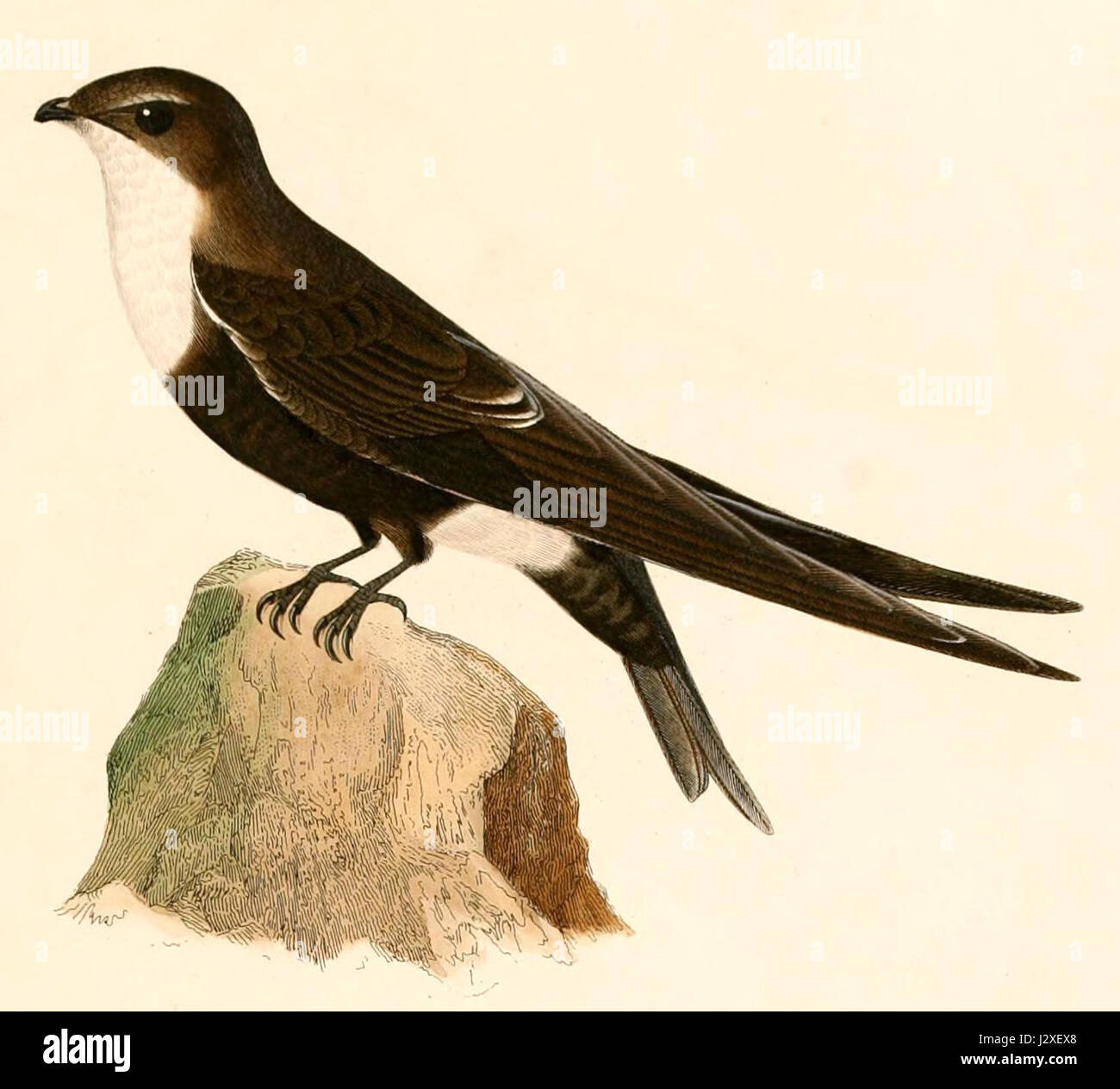 Aeronautes montivagus 1847 Stock Photo Alamy