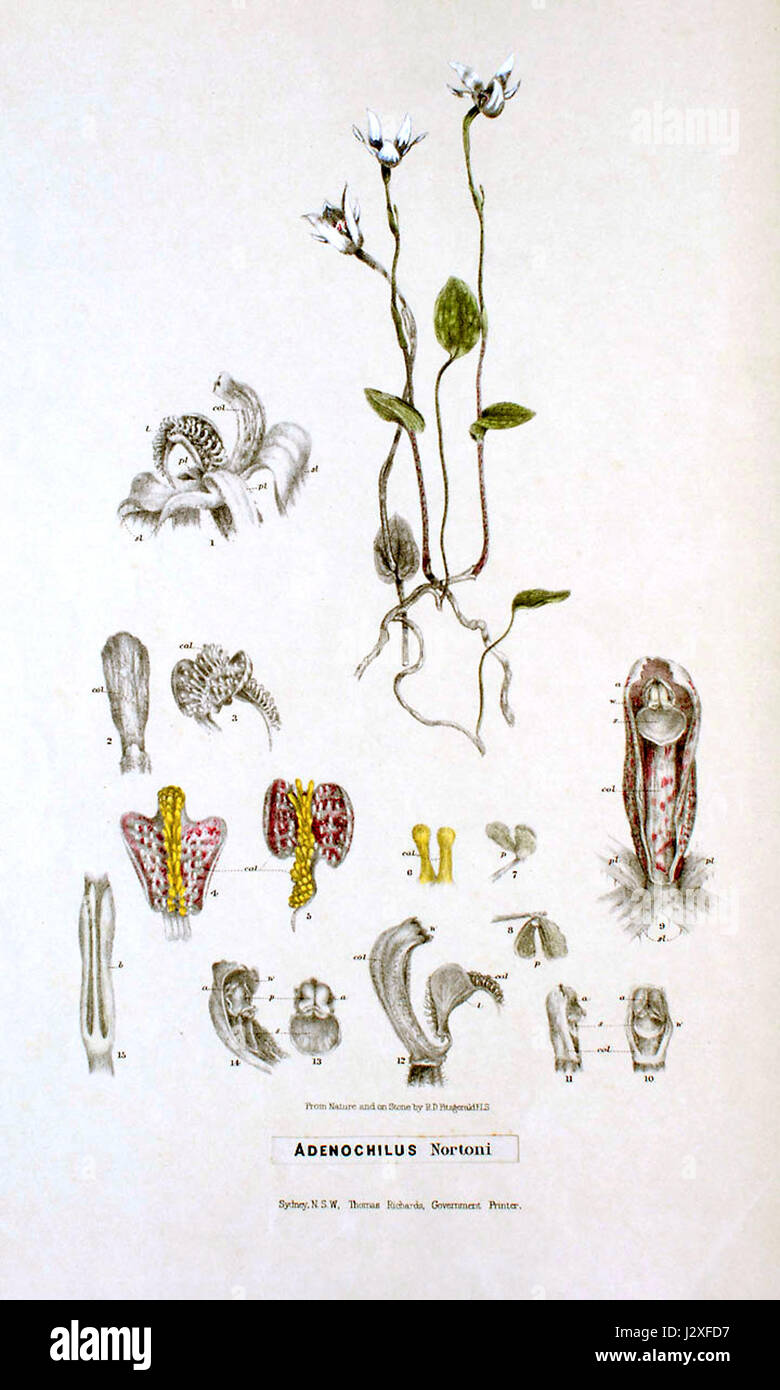 Adenochilus nortonii - FitzGerald, Australian Orchids - vol. 1 pl. 8 (1882) Stock Photo