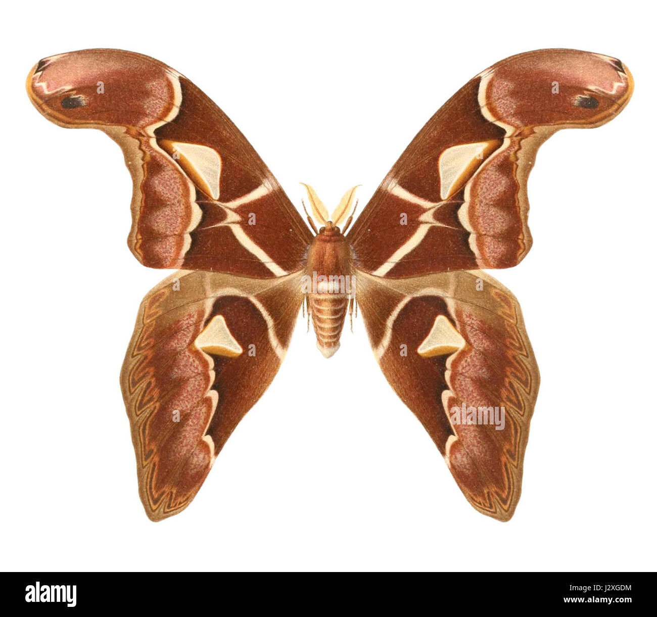 Saturniidae family of moths hi-res stock photography and images - Alamy