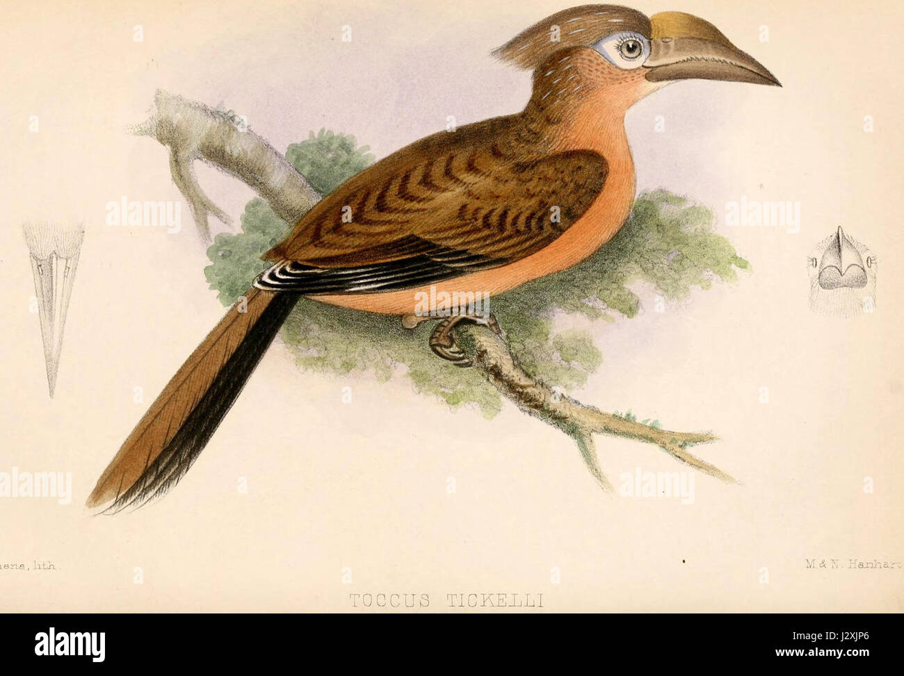 Anorrhinus tickelli 1864 Stock Photo