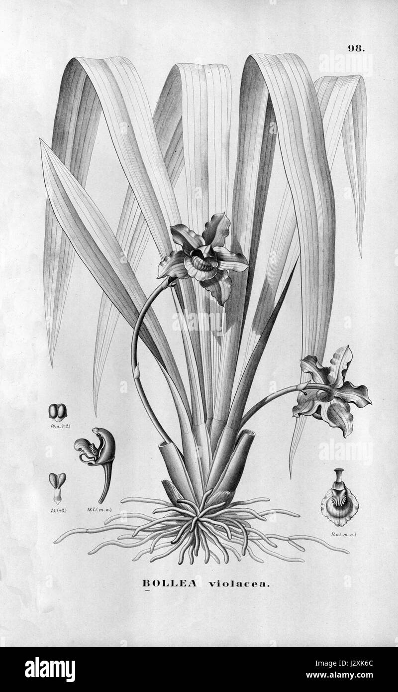 Bollea violacea Flora Brasiliensis -3-6-98 Stock Photo