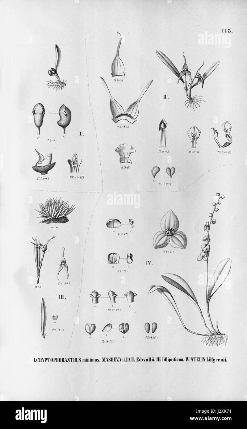 Acianthera minima (as Cryptophoranthus minimus) - Dryadella edwallii (as Masdevallia edw.) - Dryadella lilliputiana (as Masd. lill.) - Stelis loefgrenii - Fl.Br.3-6-115 Stock Photo