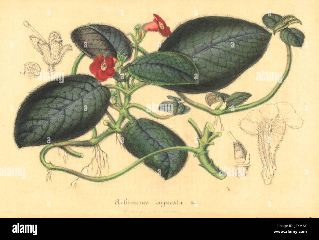 Achimenes cupreata van houtte 1847 Stock Photo