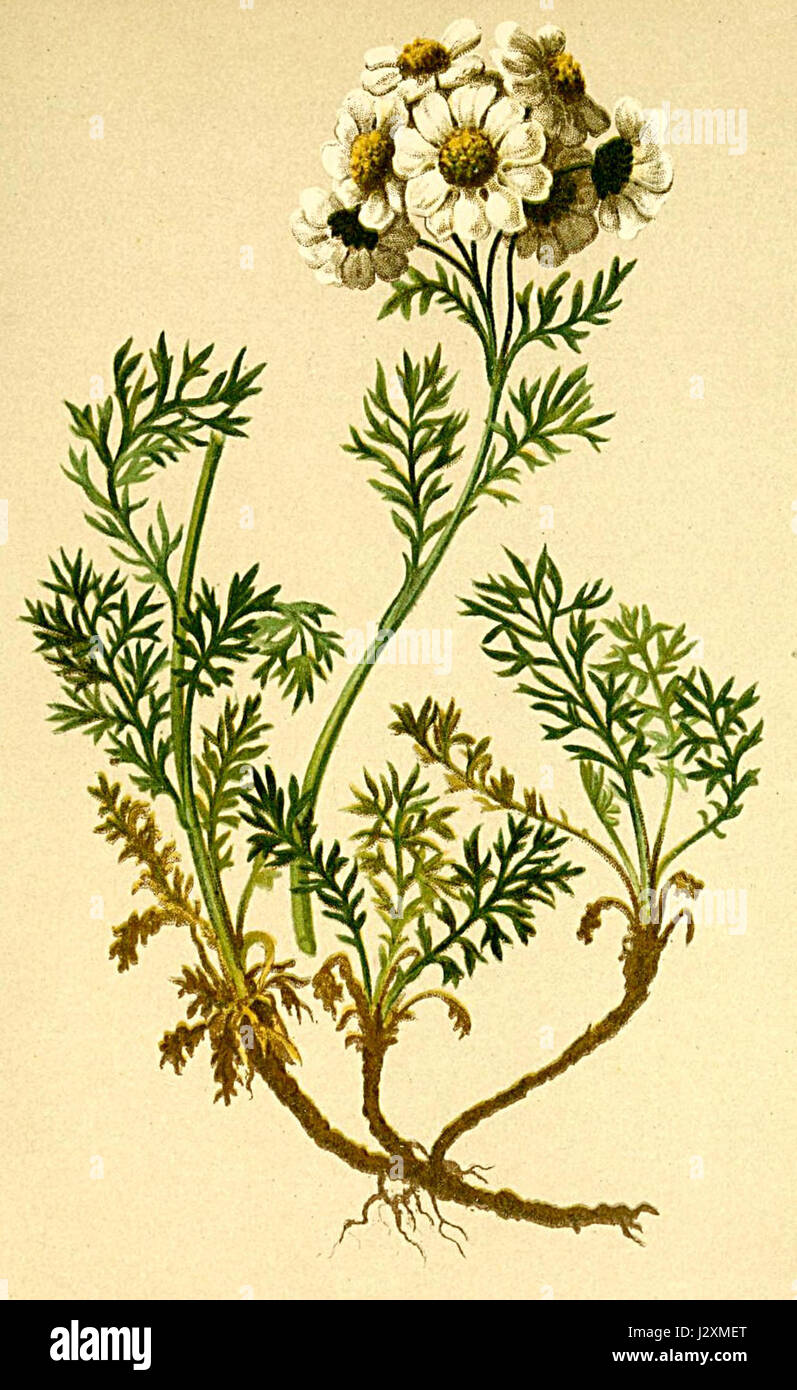 Achillea atrata Atlas Alpenflora Stock Photo