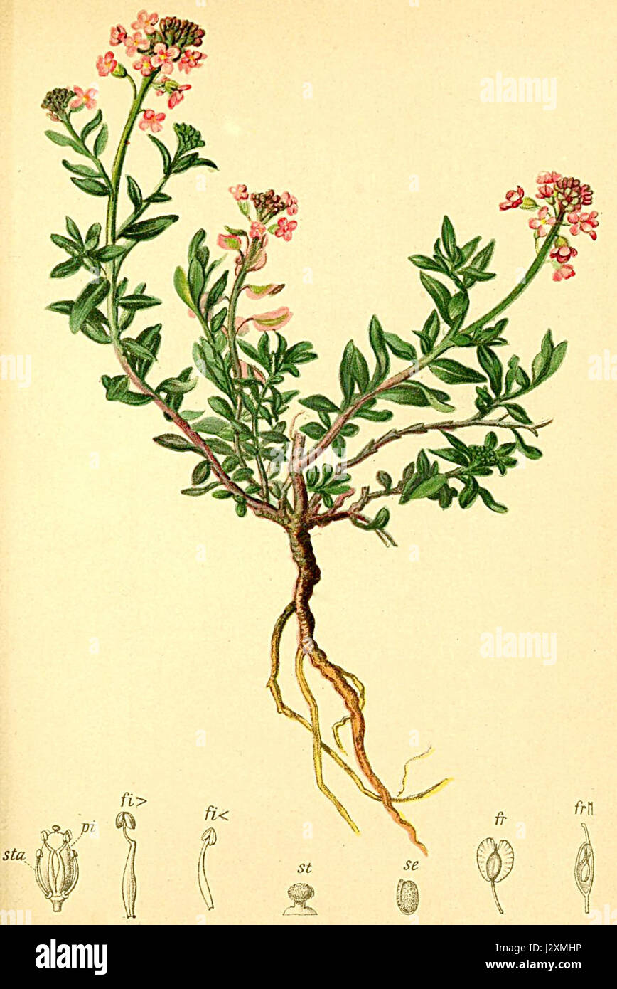 Aethionema saxatile Atlas Alpenflora Stock Photo