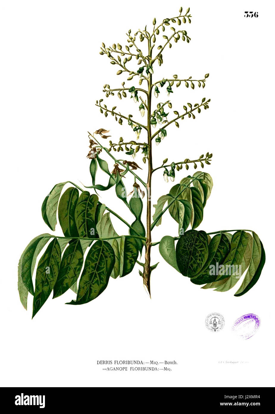 Aganope thyrsiflora Blanco2.336 Stock Photo