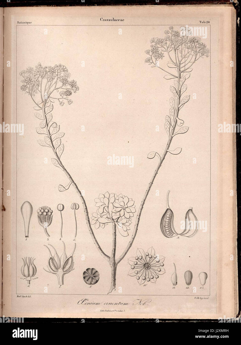 Aeonium spathulatum (cruentum) Phyt.Canar.1 Stock Photo