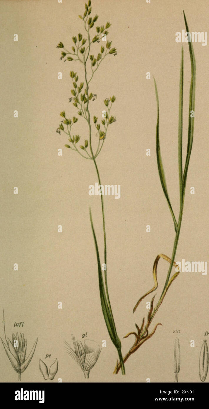 Agrostis alpina Stock Photo