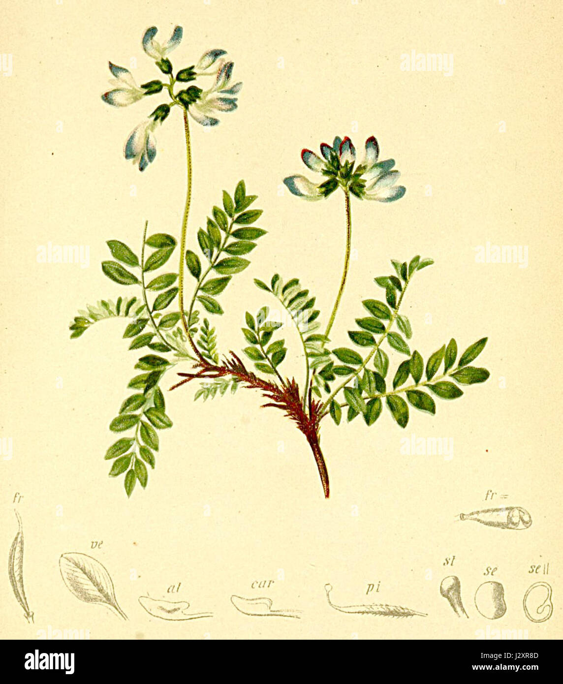 Astragalus alpina Atlas Alpenflora Stock Photo