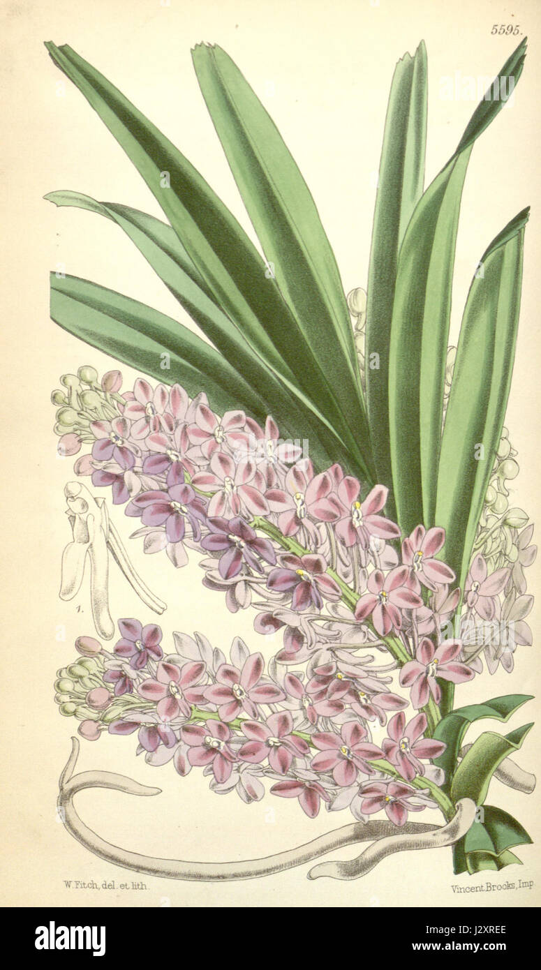 Ascocentrum ampullaceum (as Saccolabium ampullaceum) - Curtis' 92 (Ser. 3 no. 22) pl. 5595 (1866) Stock Photo