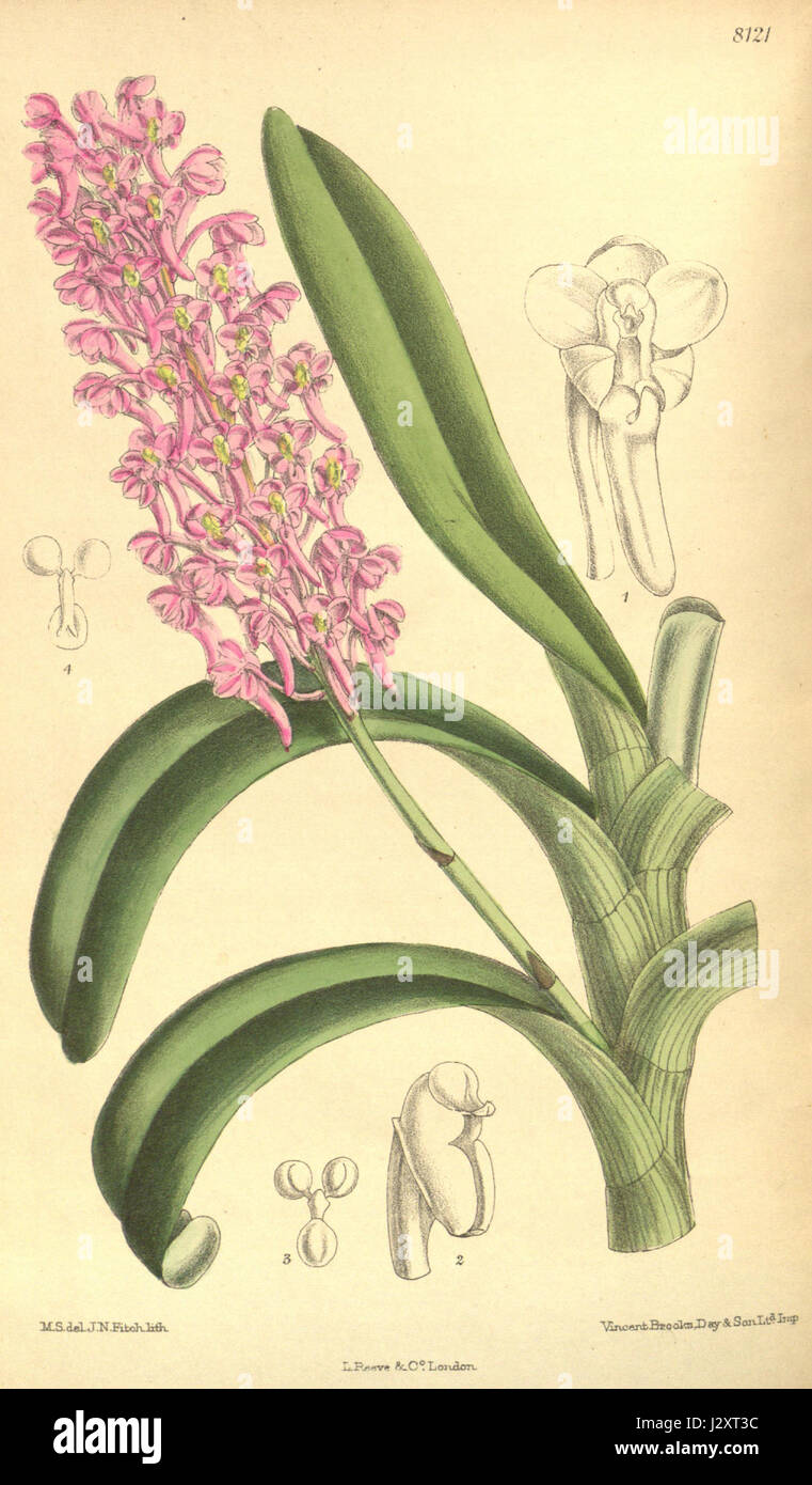 Ascocentrum rubescens (as Saccolabium rubescens) - Curtis' 133 (Ser. 4 no. 3) pl. 8121 (1907) Stock Photo