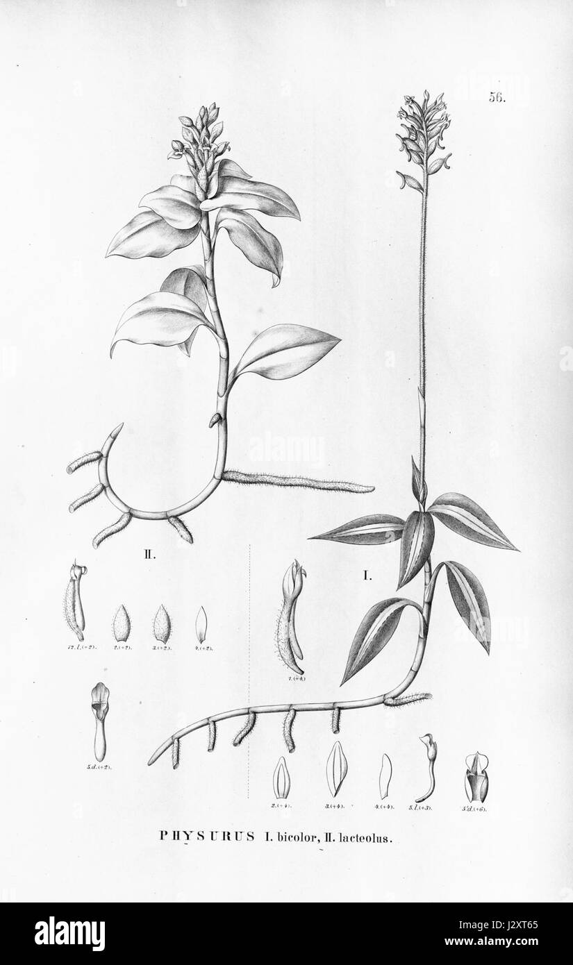 Aspidogyne decora (as Physurus bicolor) - Aspidogyne hylibates (as Physurus lacteolus) - Flora Brasiliensis 3-4-56 Stock Photo