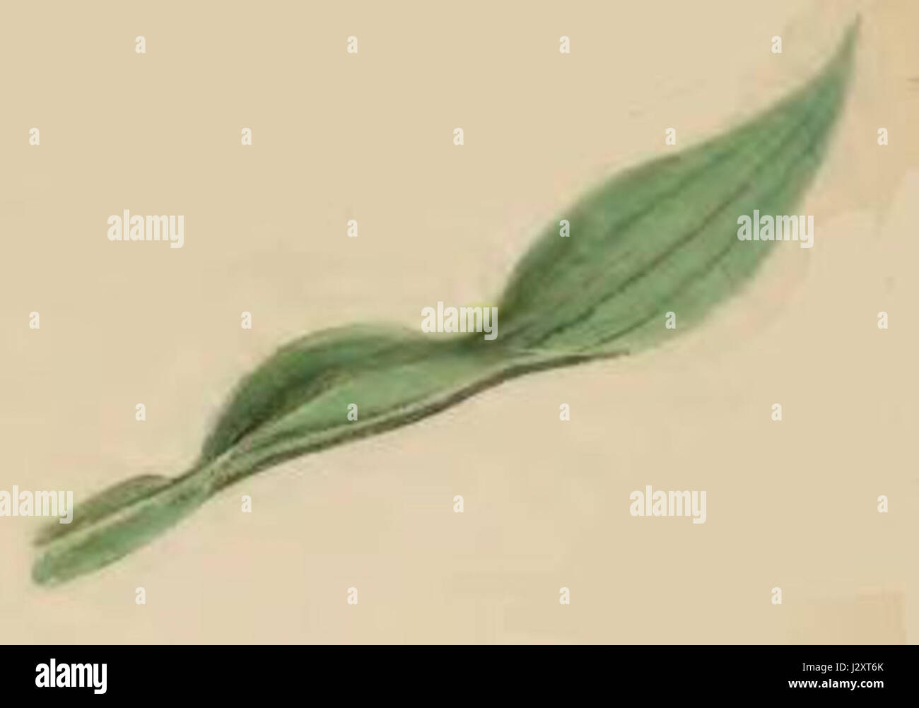 Aspilapteryx tringipennella mined leaf of Plantago lanceolata Stock Photo