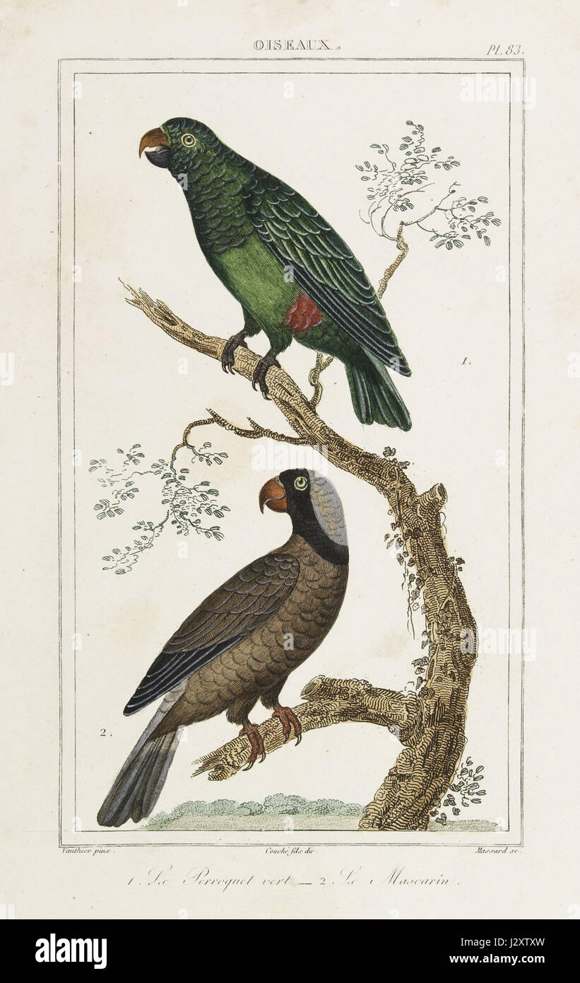 Buffon C Oiseaux 1 Le Perroquet Vert 2 Le Mascarin Stock Photo Alamy
