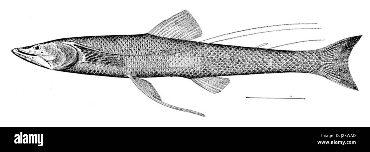 Bathypterois quadrifilis is a species of deep-sea fish, known for its ...