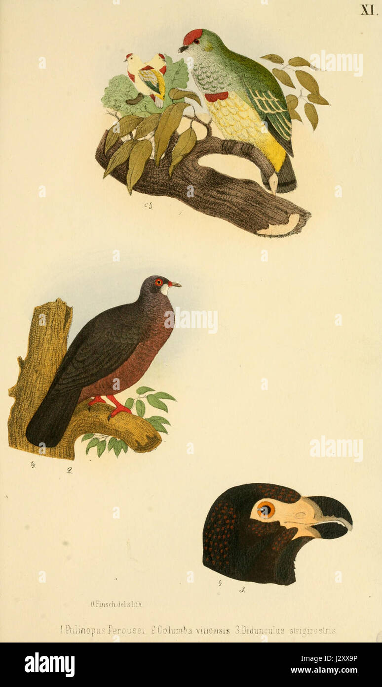 Beitrag zur fauna Centralpolynesiens. Ornithologie der Viti-, Samoa- und Tonga-inselnPl11 Stock Photo