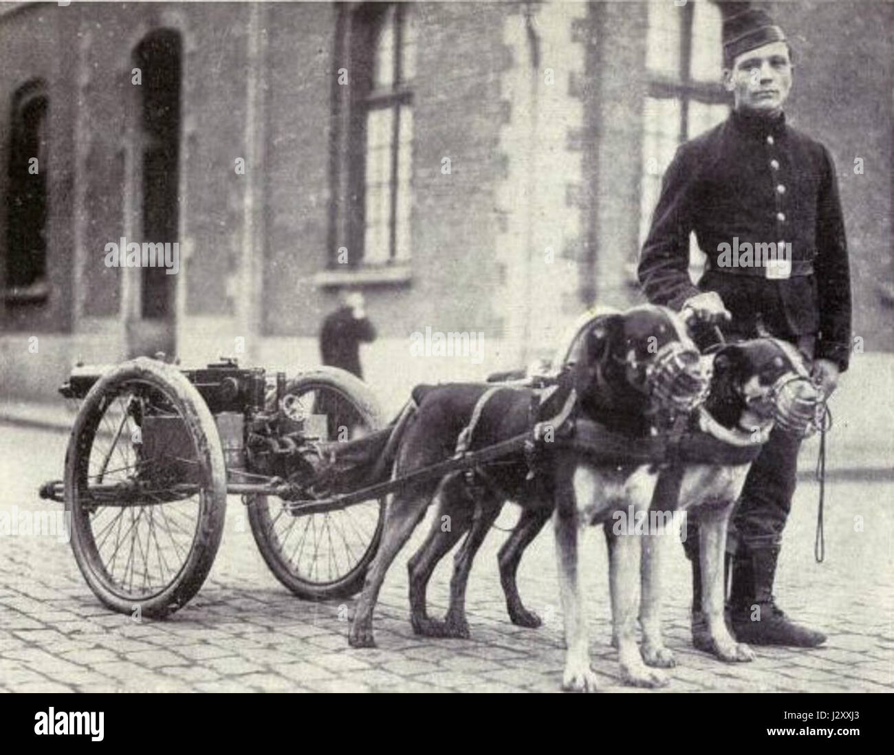 Belgian dogs trained to draw quick-firing guns Stock Photo