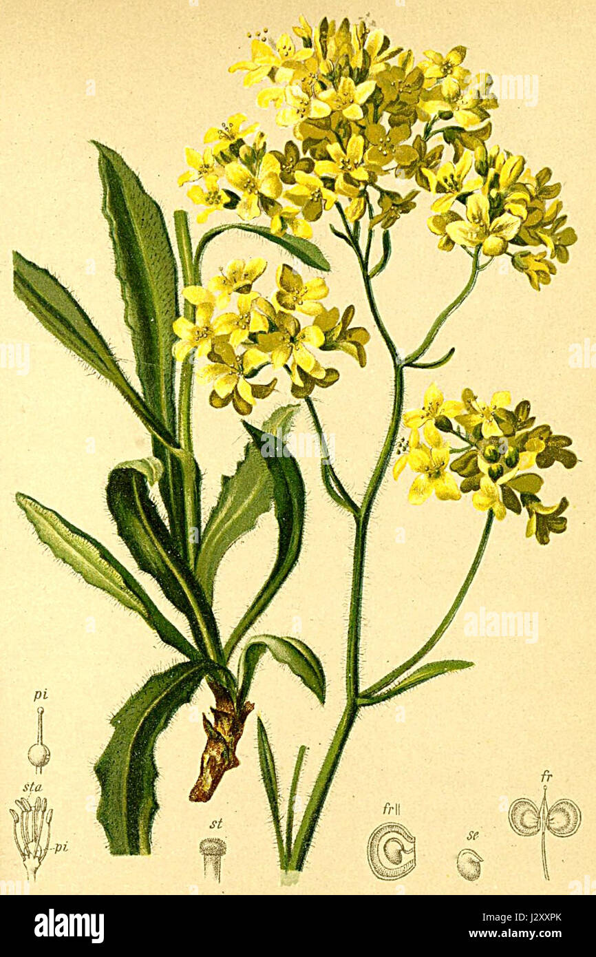 Biscutella laevigata Atlas Alpenflora Stock Photo
