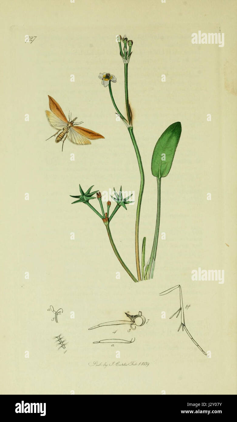 Historical insect study plate hi-res stock photography and images - Alamy