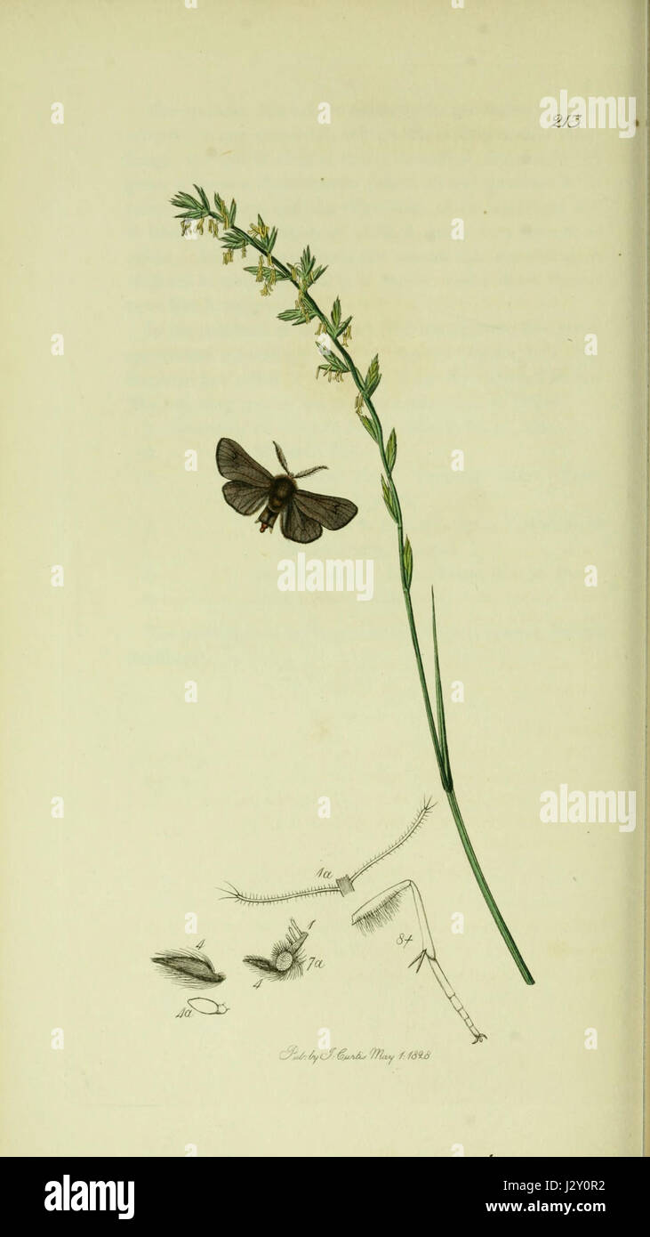 Labelled Insects This illustration is from volume 5 of British Entomology, showcasing ...