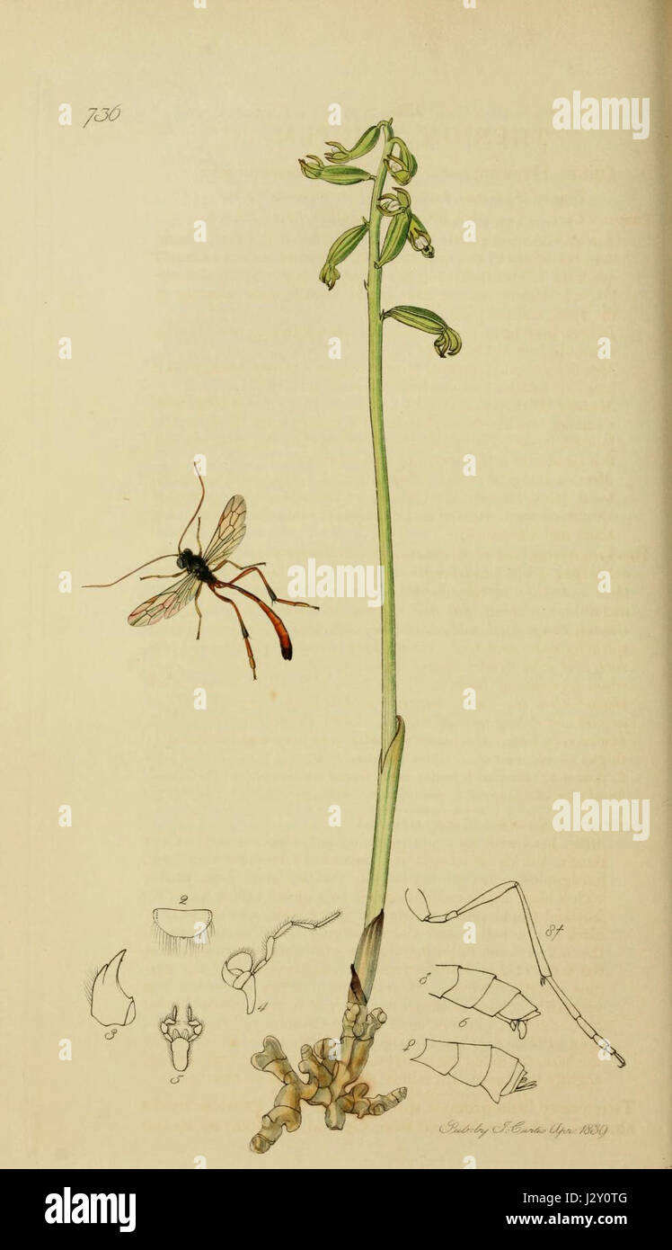 This refers to an illustration from Volume 3, Plate 736 of 'British ...
