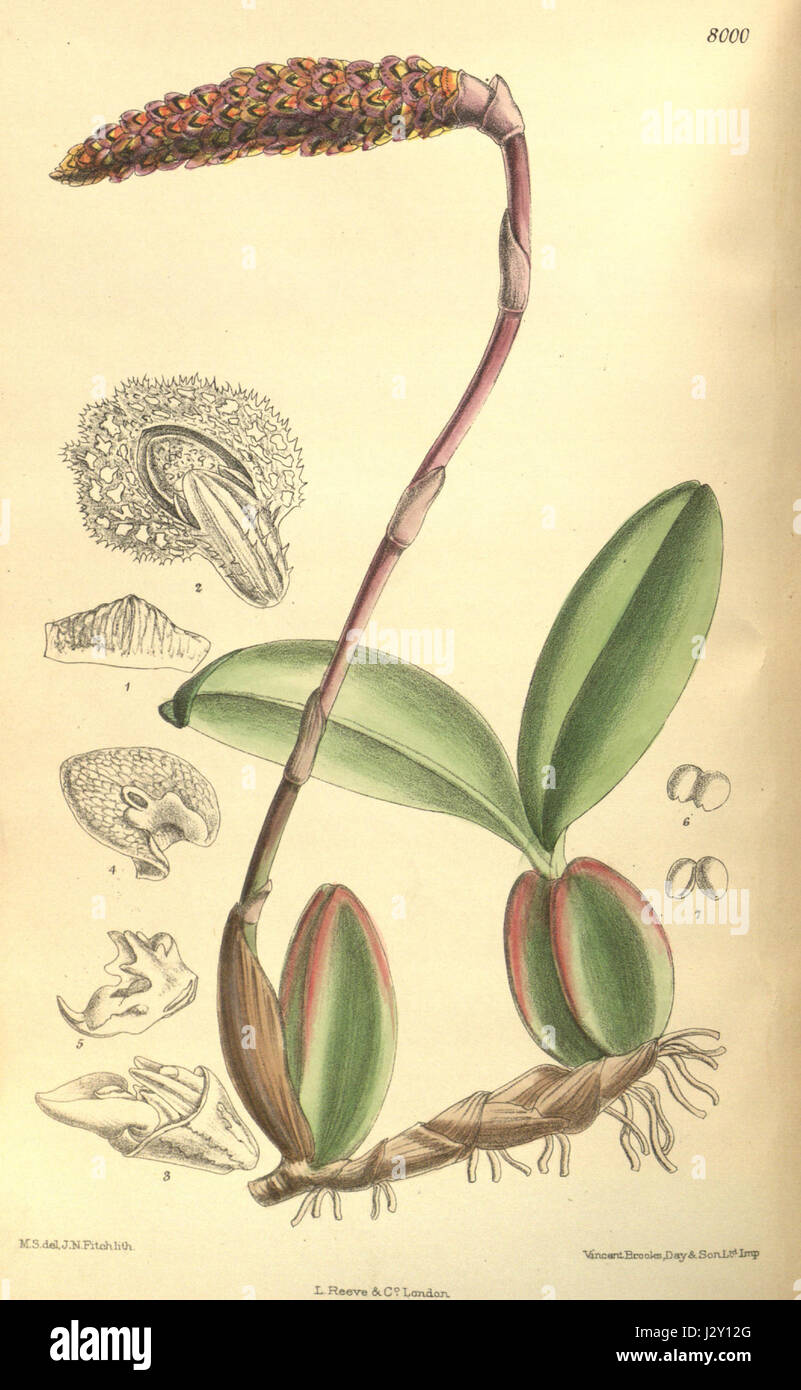 Bulbophyllum coriophorum (as Bulbophyllum crenulatum) - Curtis' 131 (Ser. 4 no. 1) pl. 8000 (1905) Stock Photo