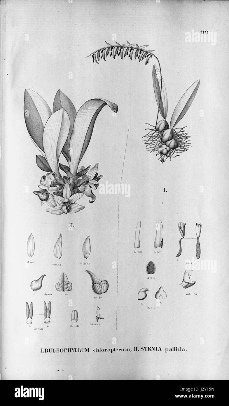 Bulbophyllum chloropterum - Stenia pallida - Fl.Br. 3-5-119 Stock Photo