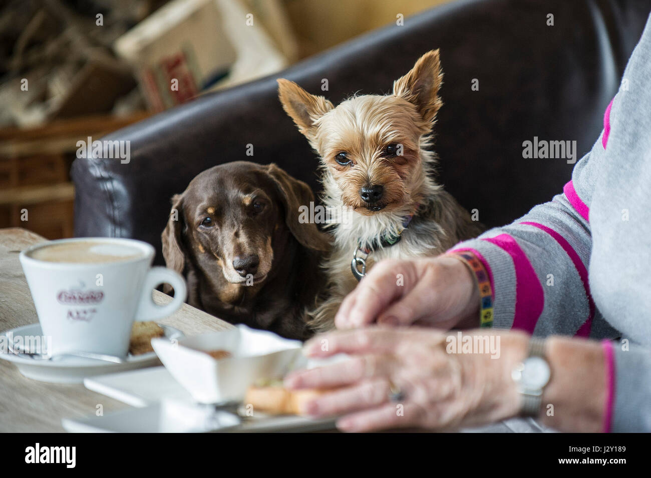 Two small dogs watching their owner eating  Intent Food Pets Watching carefully Concentrating Concentration Hungry Hopeful Hoping Stock Photo