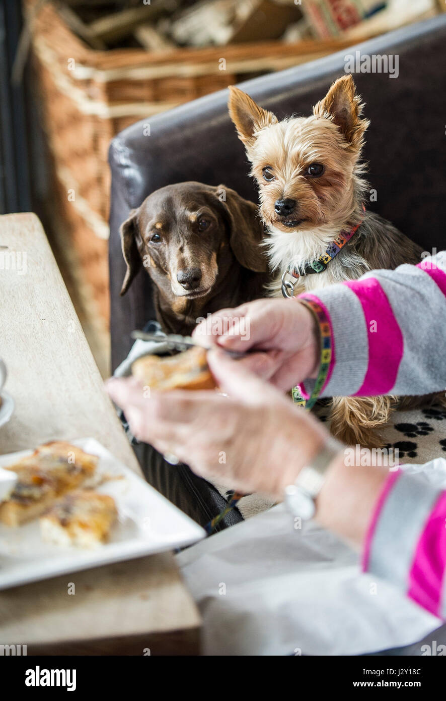 Two small dogs watching their owner eating  Intent Food Pets Watching carefully Concentrating Concentration Hungry Hopeful Hoping Stock Photo