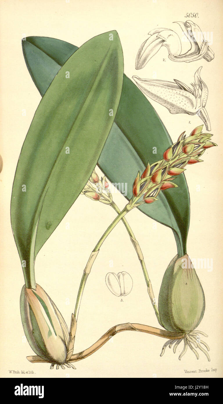 Bulbophyllum sterile (as Bulbophyllum nilgherrense, spelled Bolbophyllum Neilgherrense) - Curtis' 84 (Ser. 3 no. 14) pl. 5050 (1858) Stock Photo