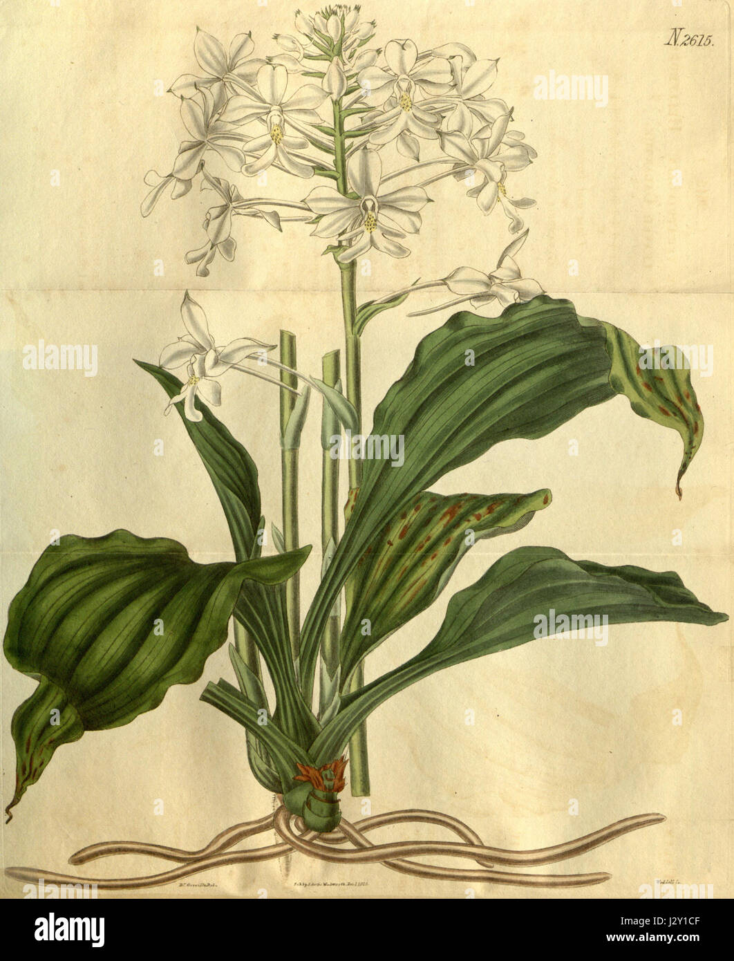 Calanthe triplicata (as Calanthe veratrifolia) - Curtis' 53 pl. 2615 (1826) Stock Photo