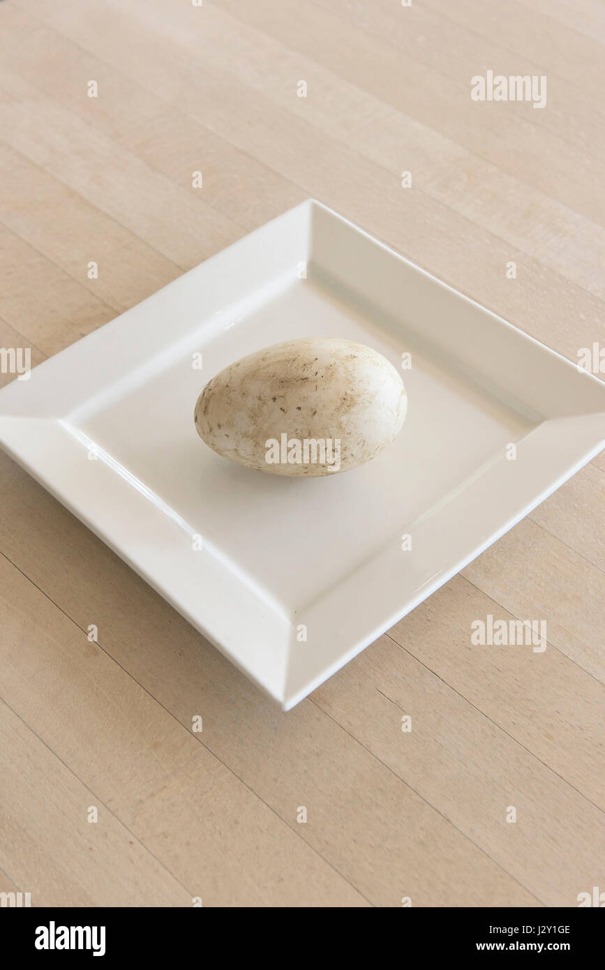 A very fresh goose egg on a plate Unwashed Large egg Shell Natural Nature Minimalist image Stock Photo