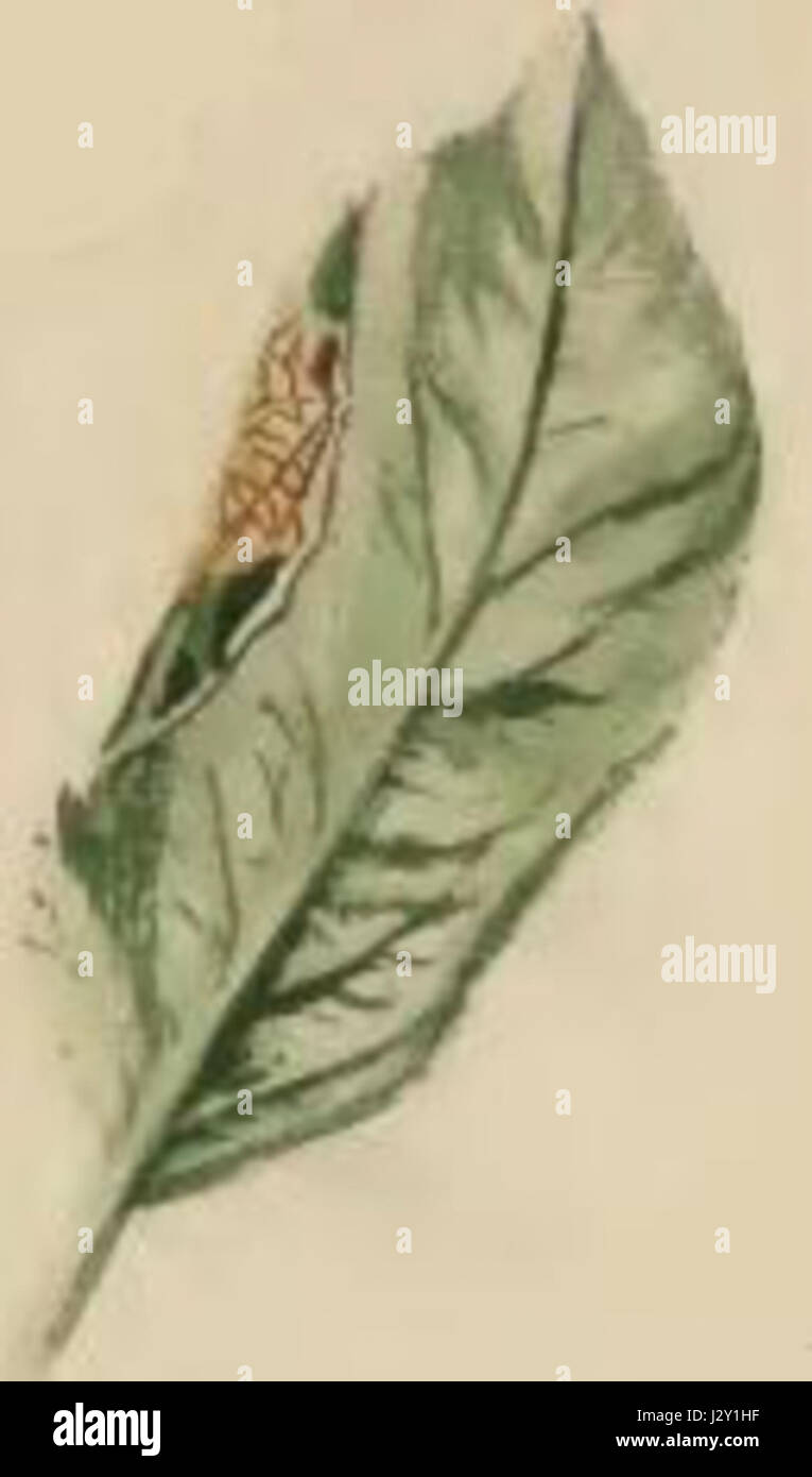 Callisto denticulella apple leaf with its edge turned down Stock Photo