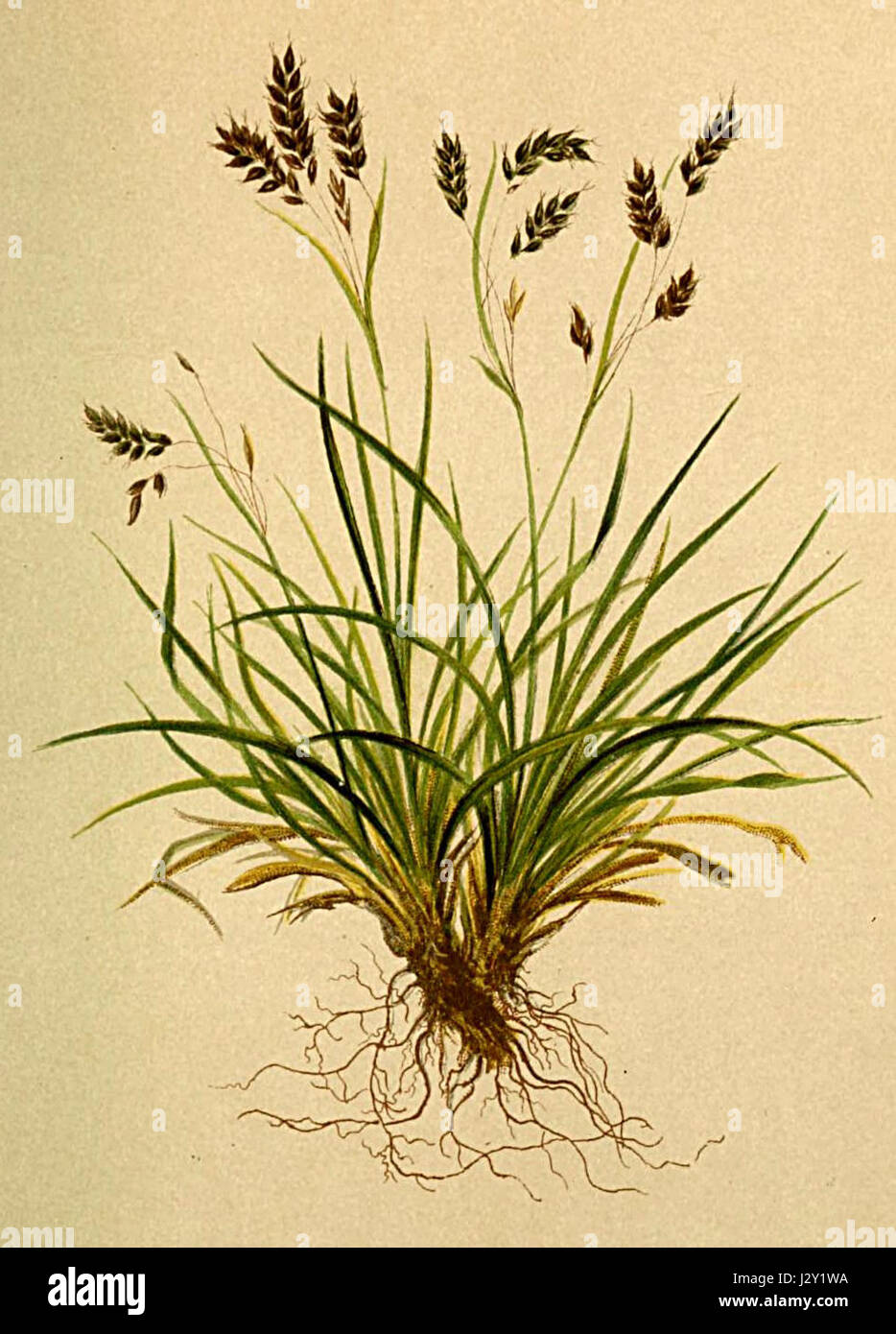 Carex capillaris Atlas Alpenflora Stock Photo