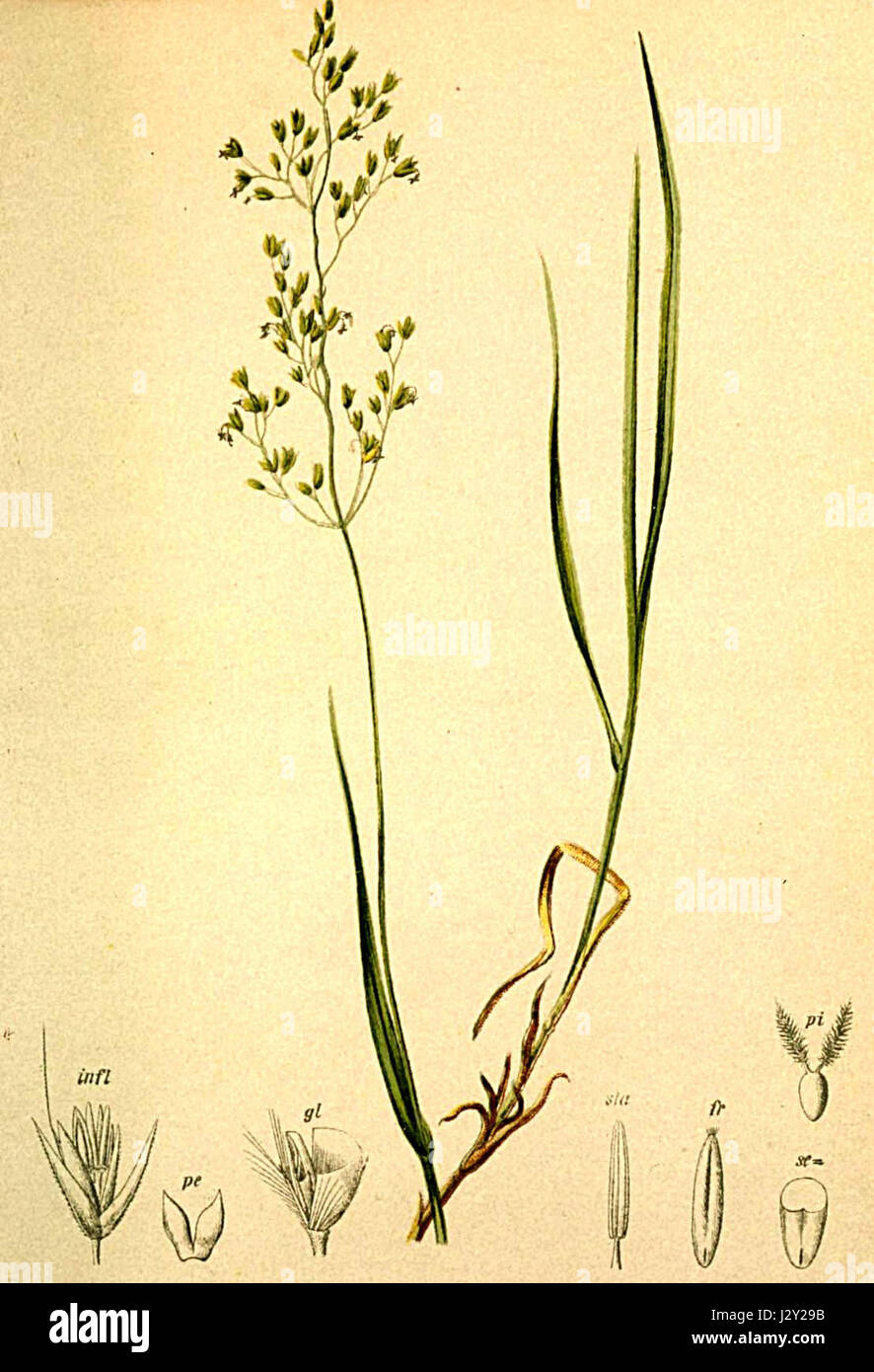 Calamagrostis tenella Atlas Alpenflora Stock Photo