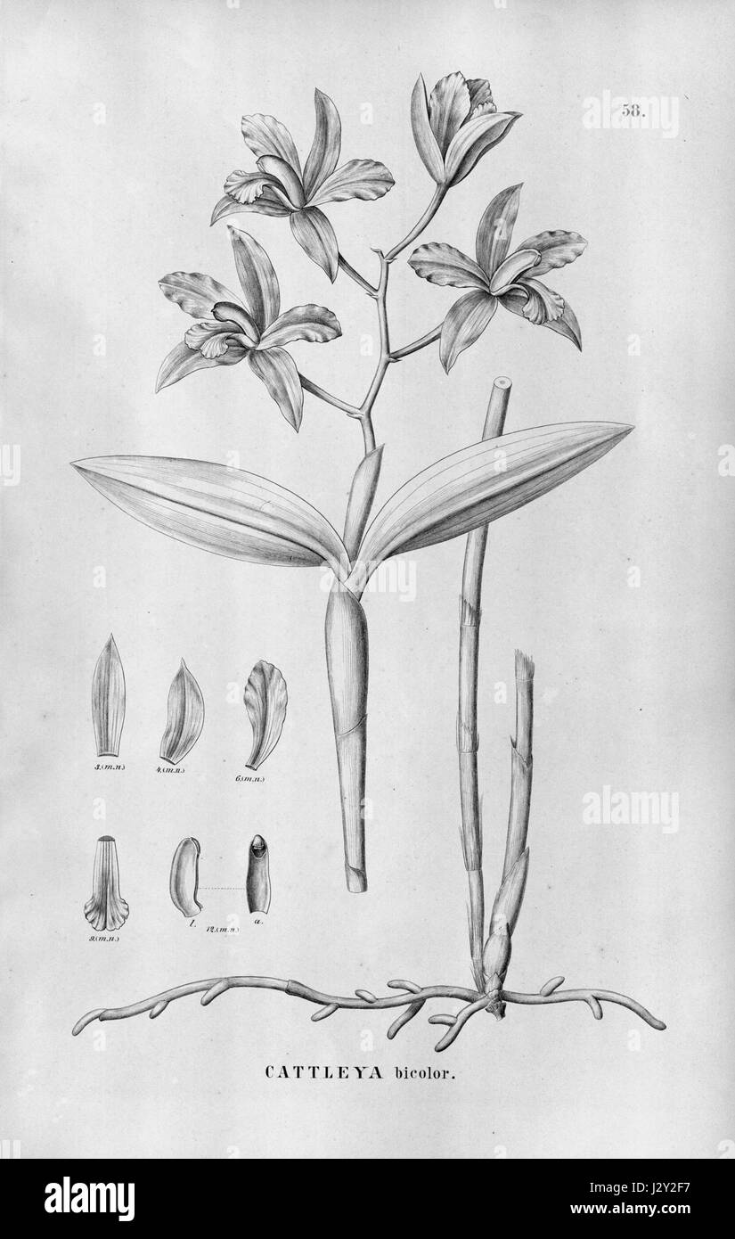 Cattleya bicolor - Fl.Br.3-5-58 Stock Photo