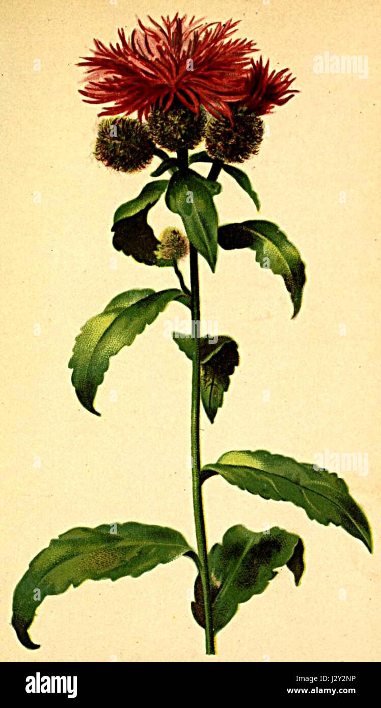 Centaurea phrygia Atlas Alpenflora Stock Photo