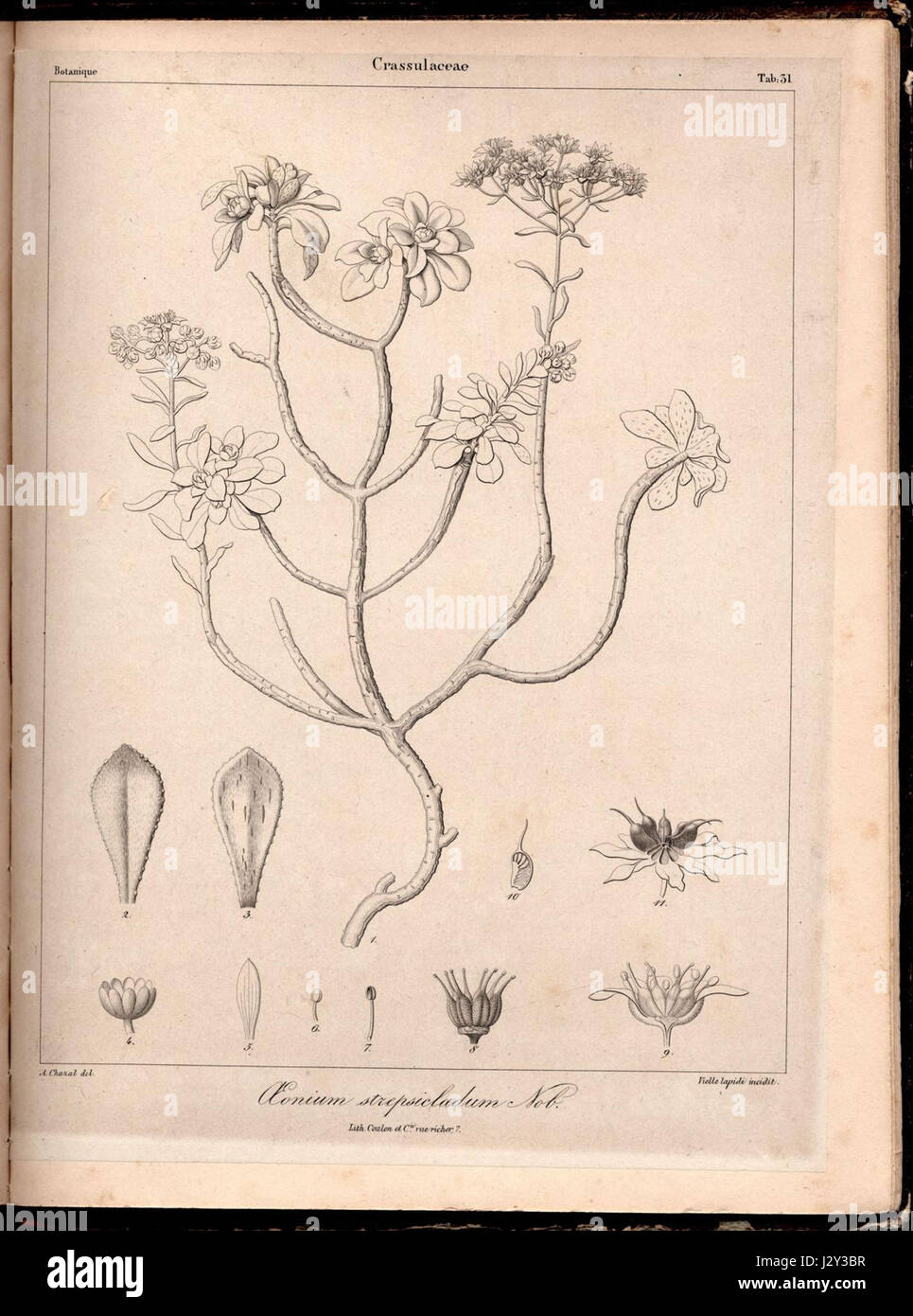 Aeonium spathulatum Phyt.Canar.1 Stock Photo